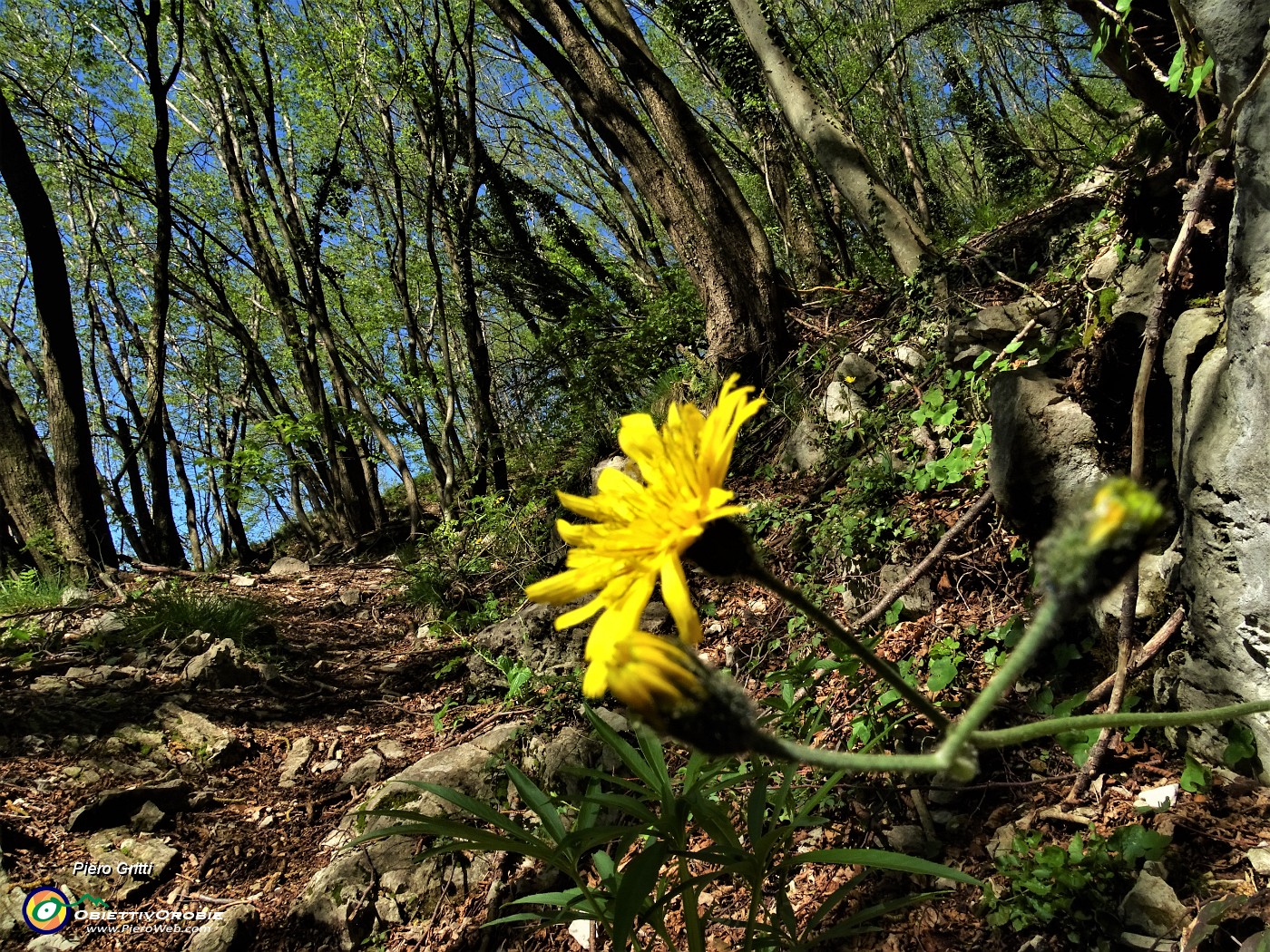 08 Sul sent. 571 per il Linzone nel bosco di bei carpini neri.JPG